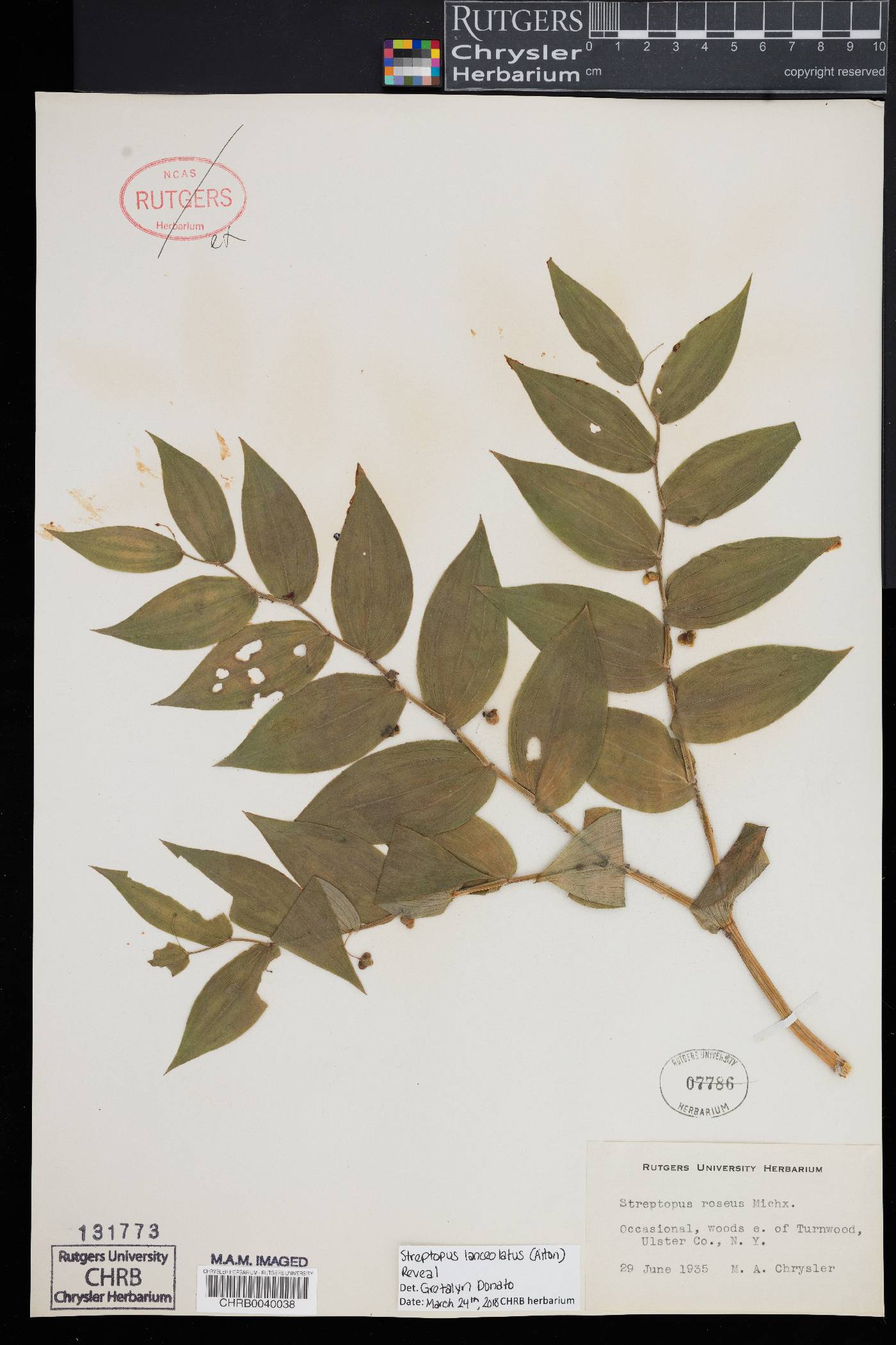 Streptopus lanceolatus image