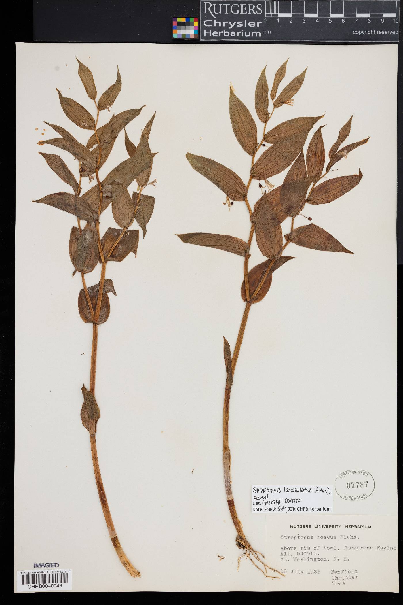 Streptopus lanceolatus image
