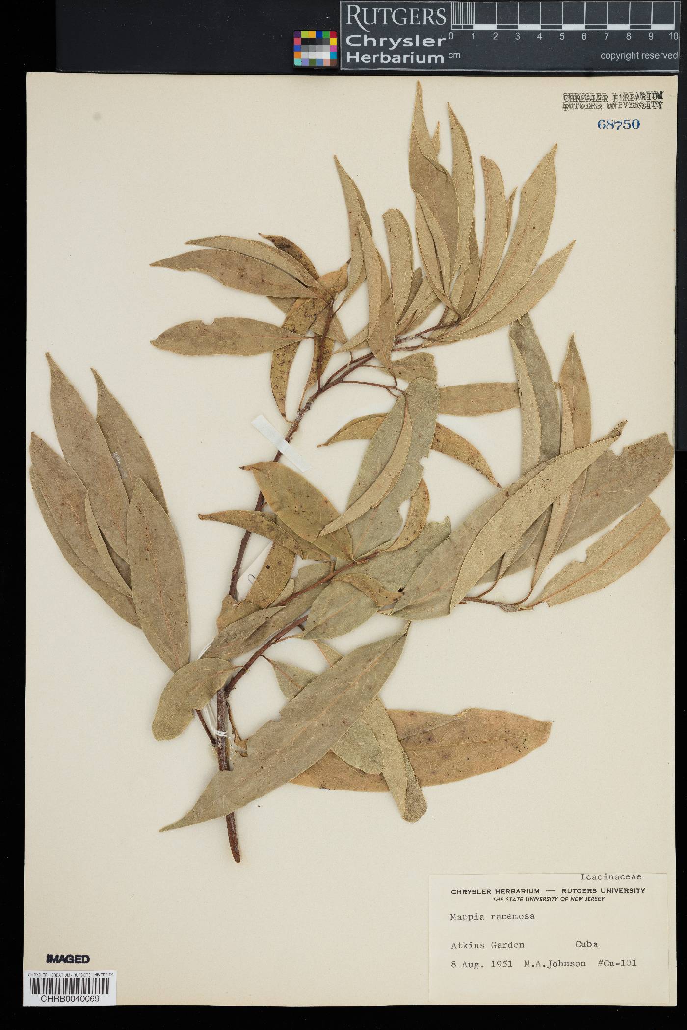 Mappia racemosa image