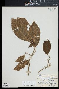 Media resource of Airosperma trichotomum
