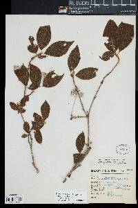 Arachnothryx leucophylla image