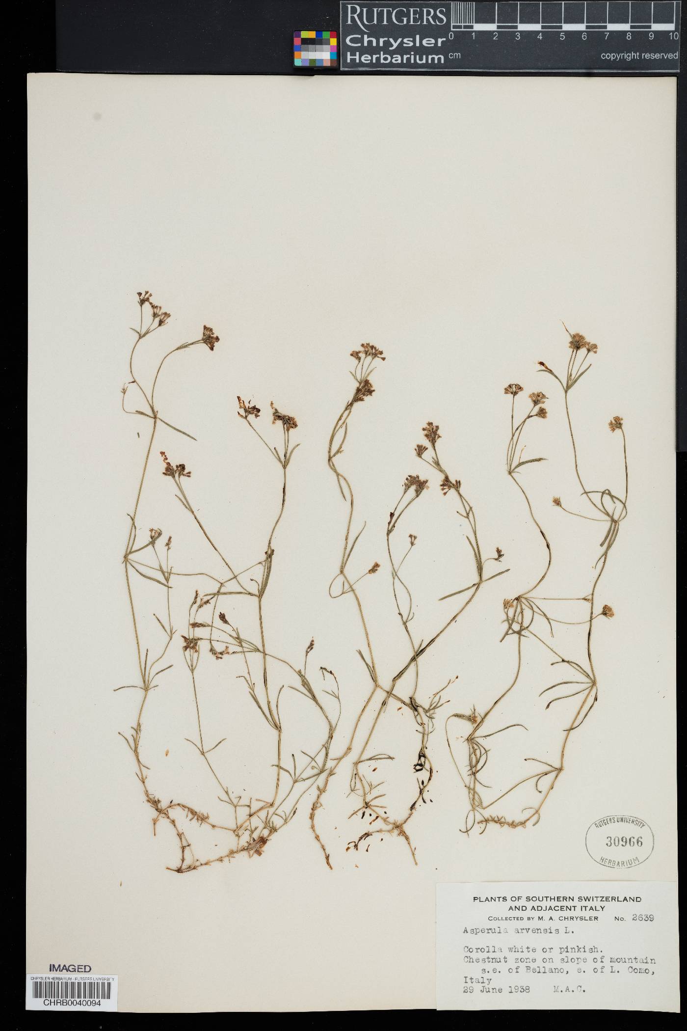 Asperula arvensis image