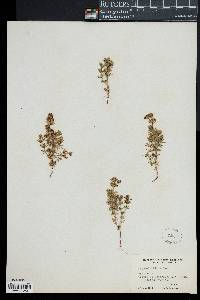Media resource of Hexaphylla hirta