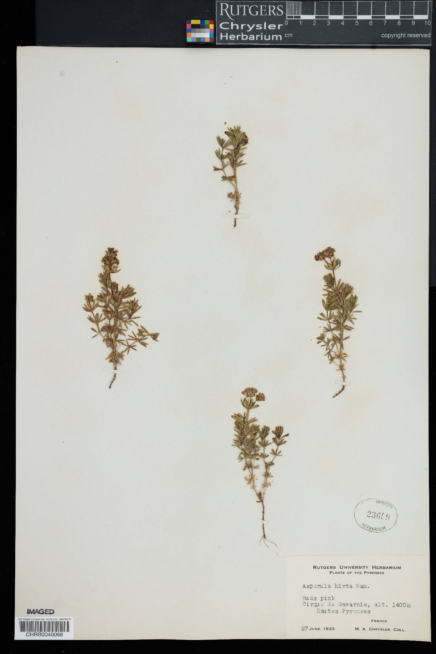 Hexaphylla hirta image