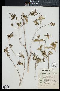 Image of Bouvardia cordifolia