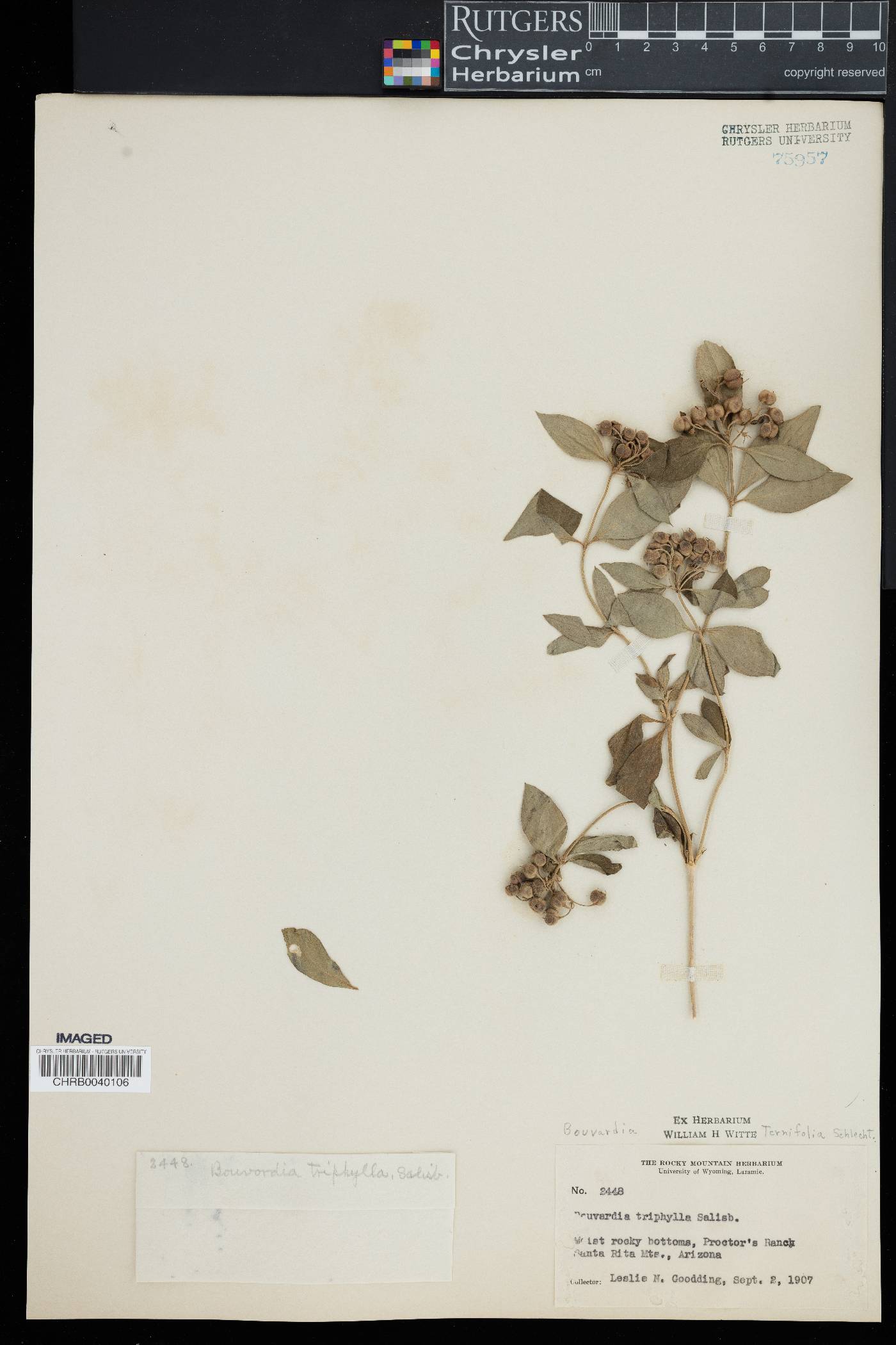 Bouvardia triphylla image