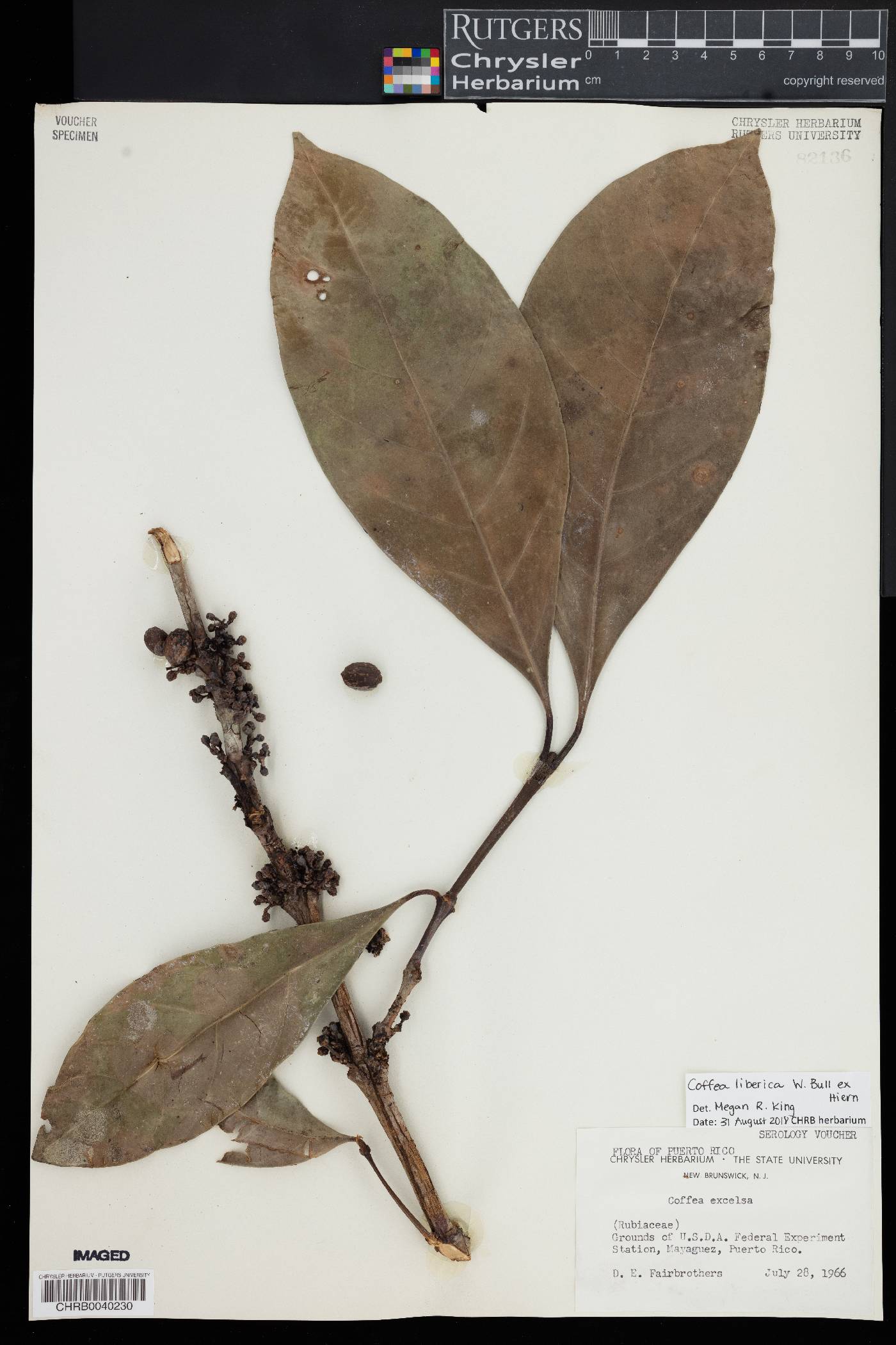 Coffea liberica image