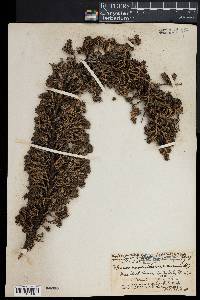 Coprosma ernodeoides image
