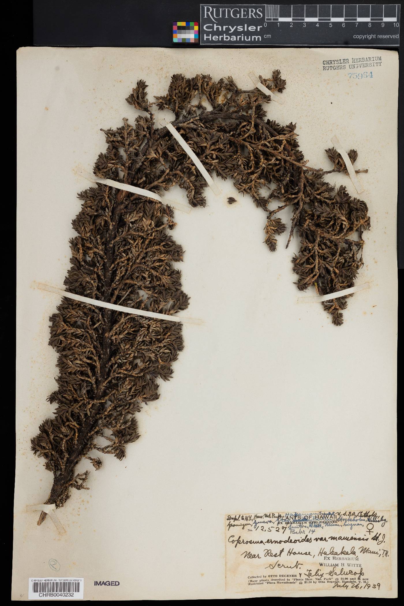 Coprosma ernodeoides var. mauiensis image