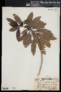 Media resource of Coprosma longifolia