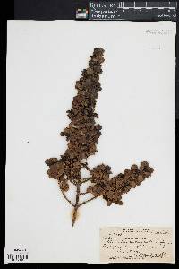 Coprosma ochracea image