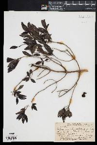 Media resource of Coprosma rhynchocarpa