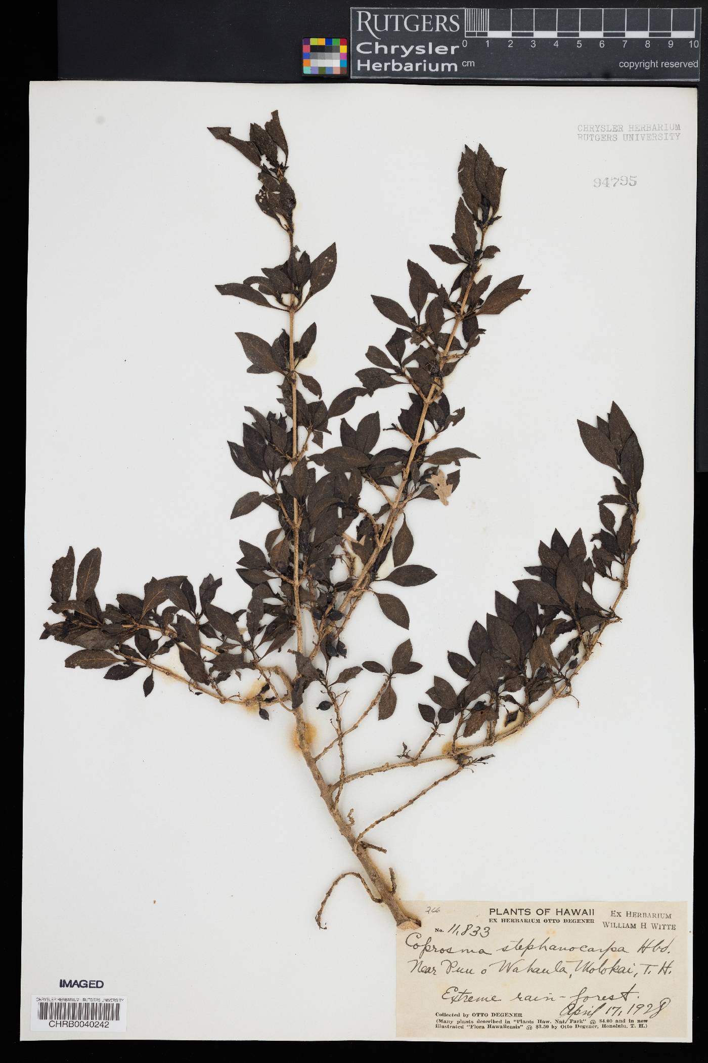 Coprosma stephanocarpa image