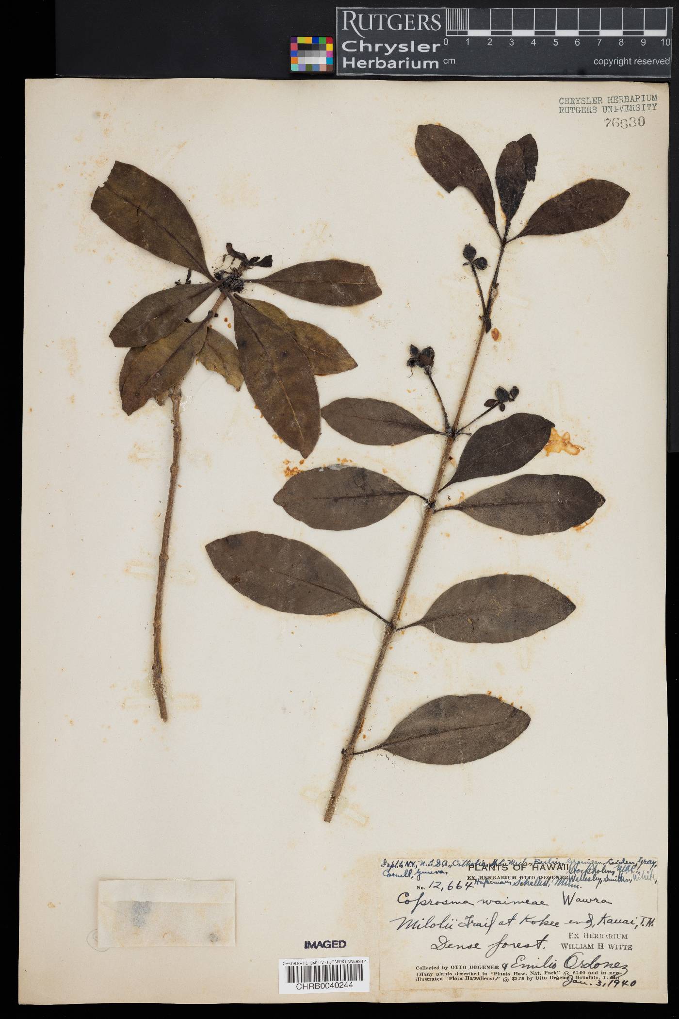 Coprosma waimeae image