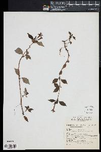 Crusea coccinea image