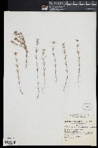 Crusea coronata image