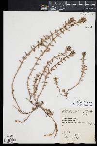 Diodella apiculata image