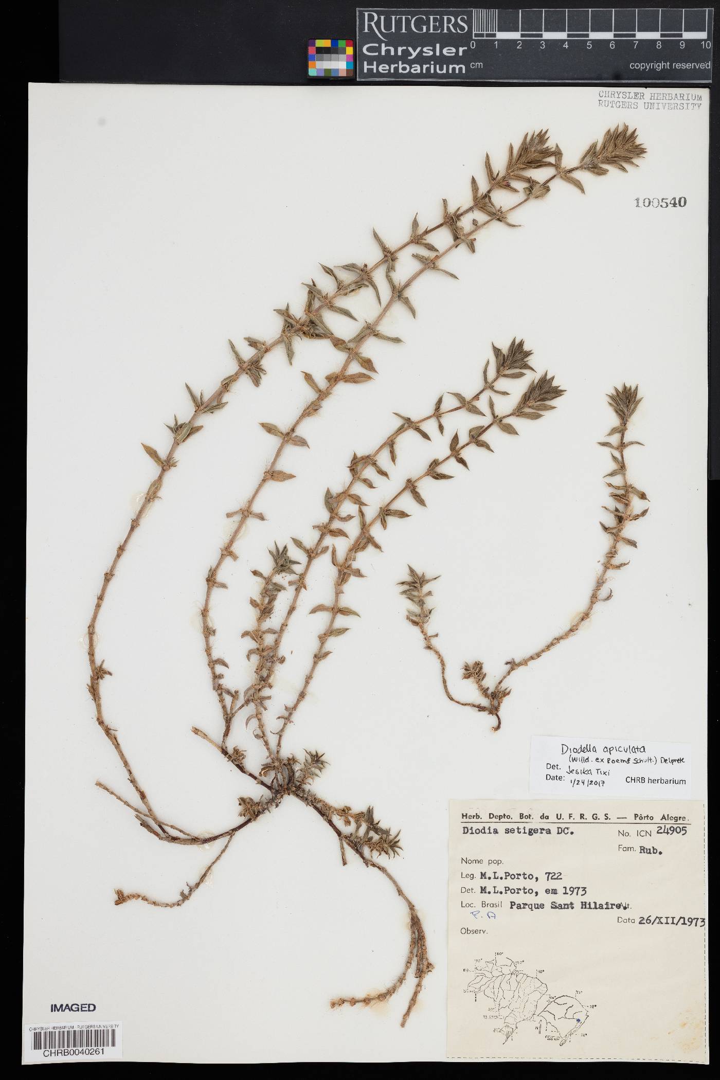 Diodella apiculata image