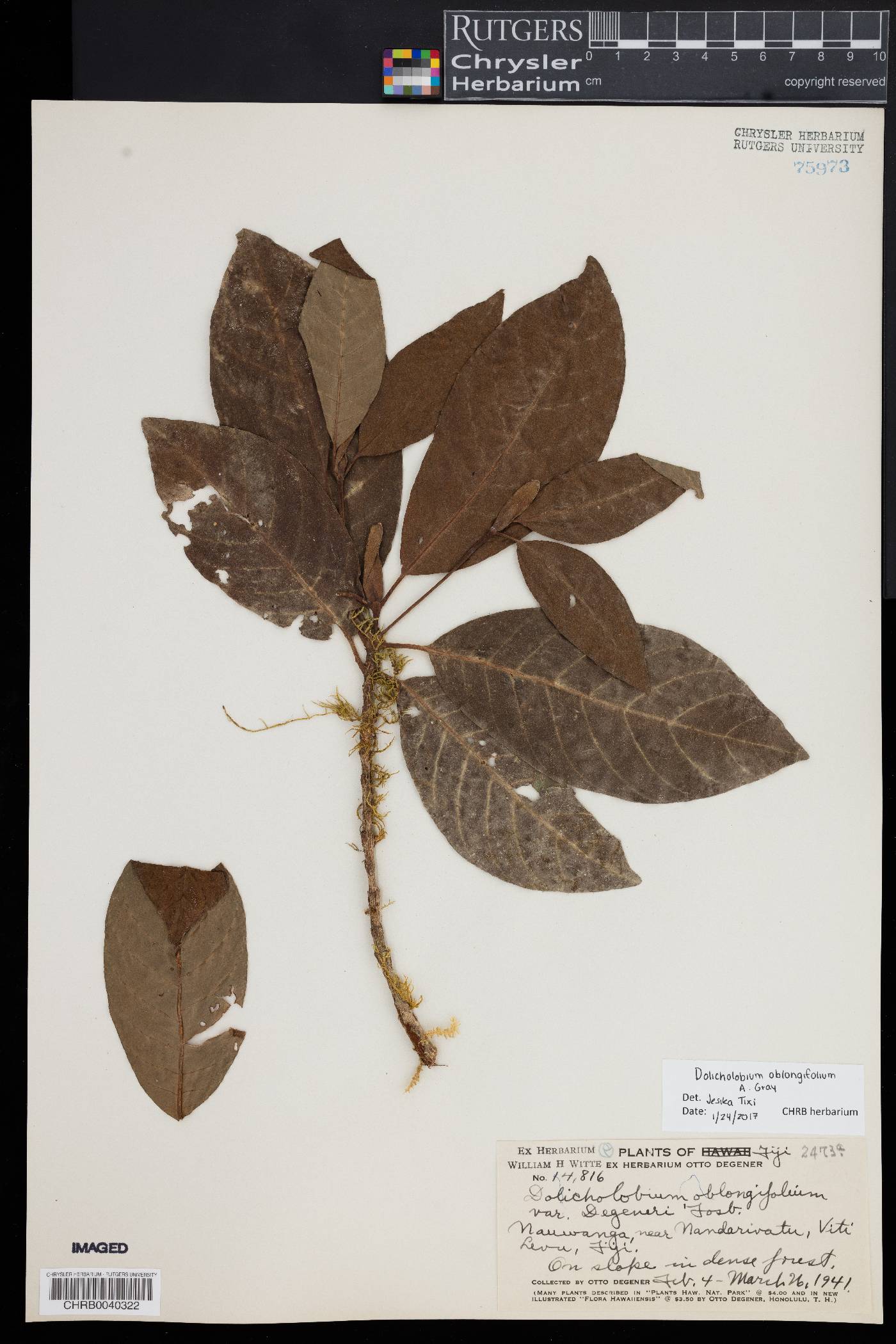 Dolicholobium oblongifolium image