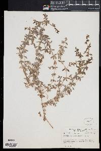 Image of Galium californicum