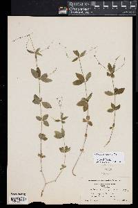 Galium circaezans image