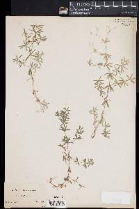 Galium concinnum image