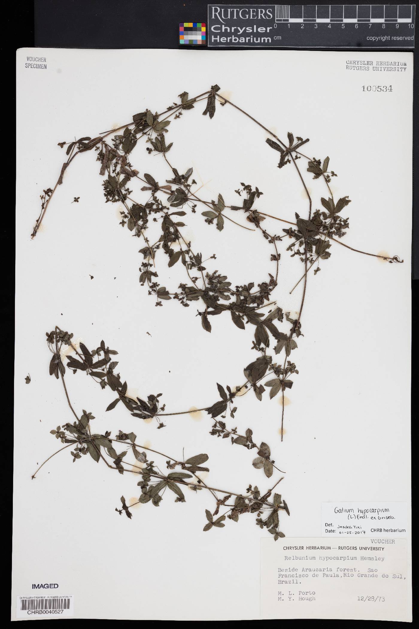 Galium hypocarpium image