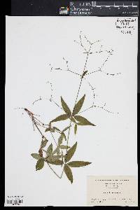 Galium lanceolatum image