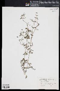 Galium obtusum image