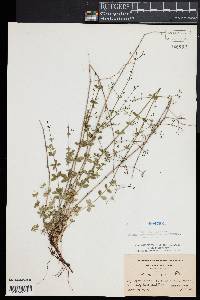 Galium pilosum image