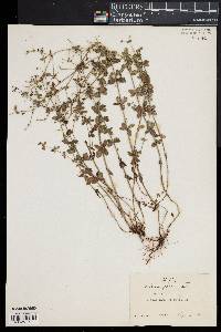 Galium pilosum image