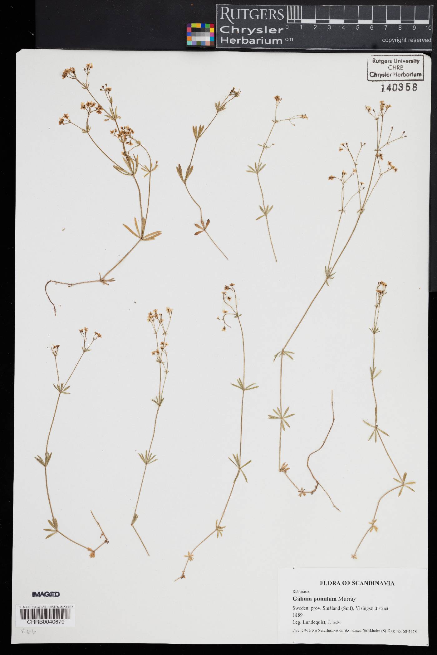 Galium pumilum image