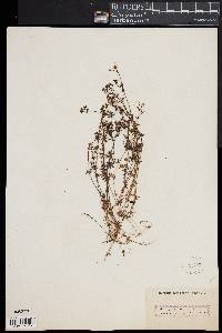 Galium saxatile image