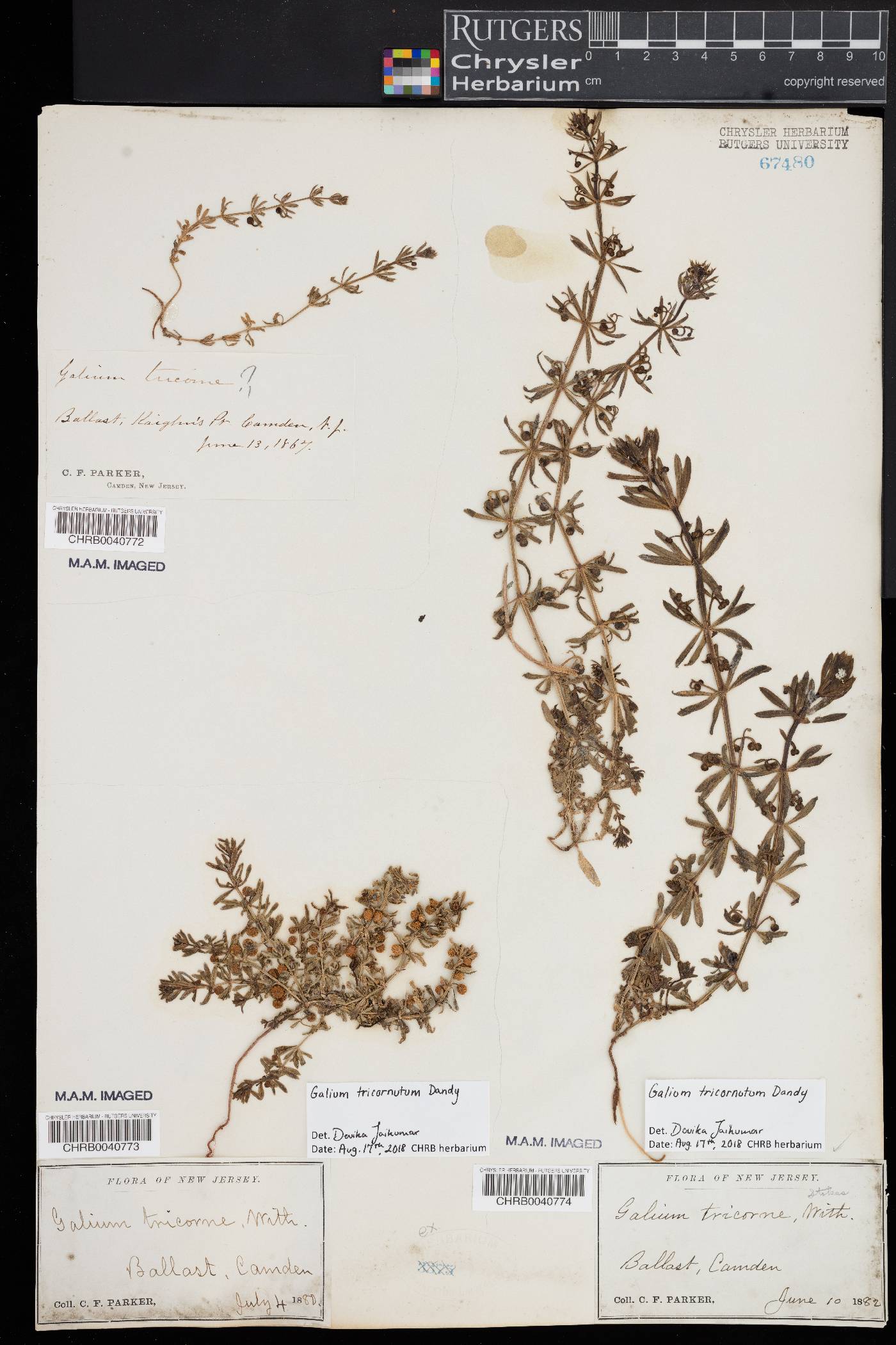 Galium tricornutum image