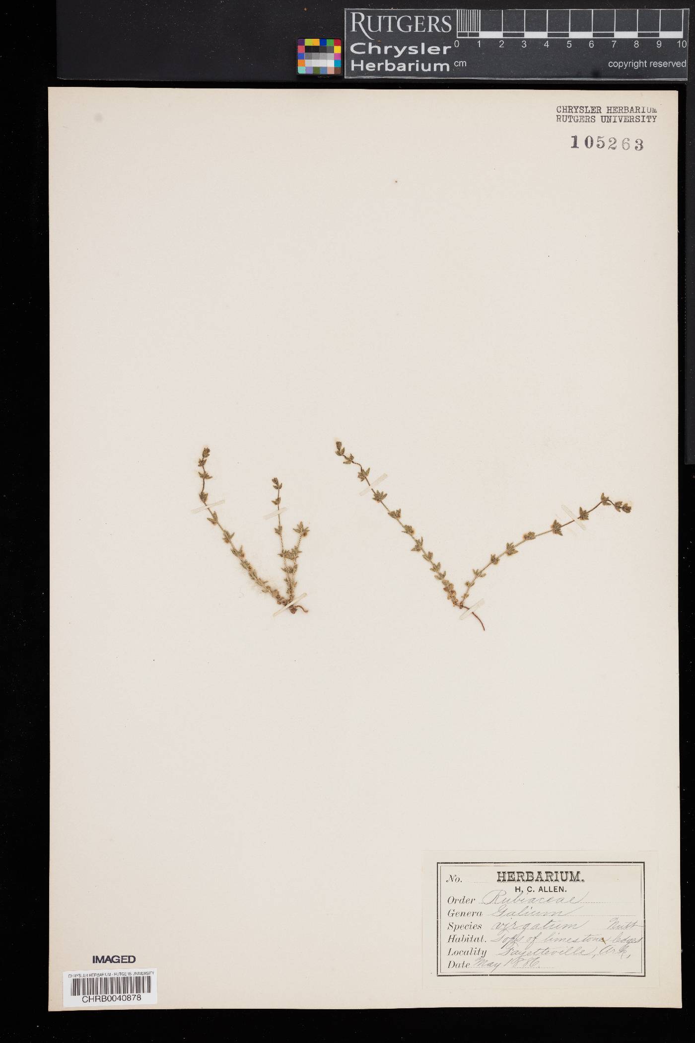 Galium virgatum image