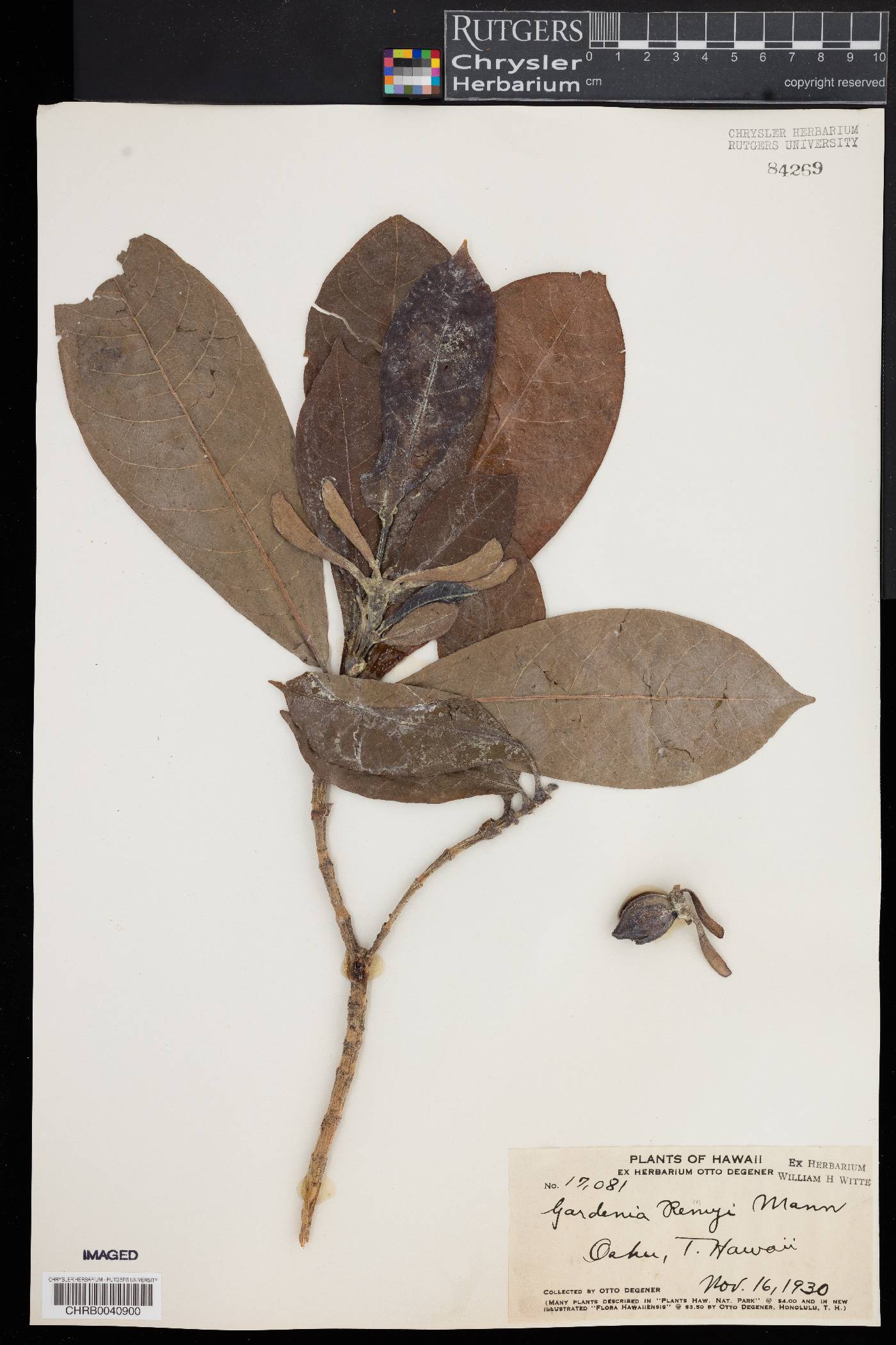 Gardenia remyi image