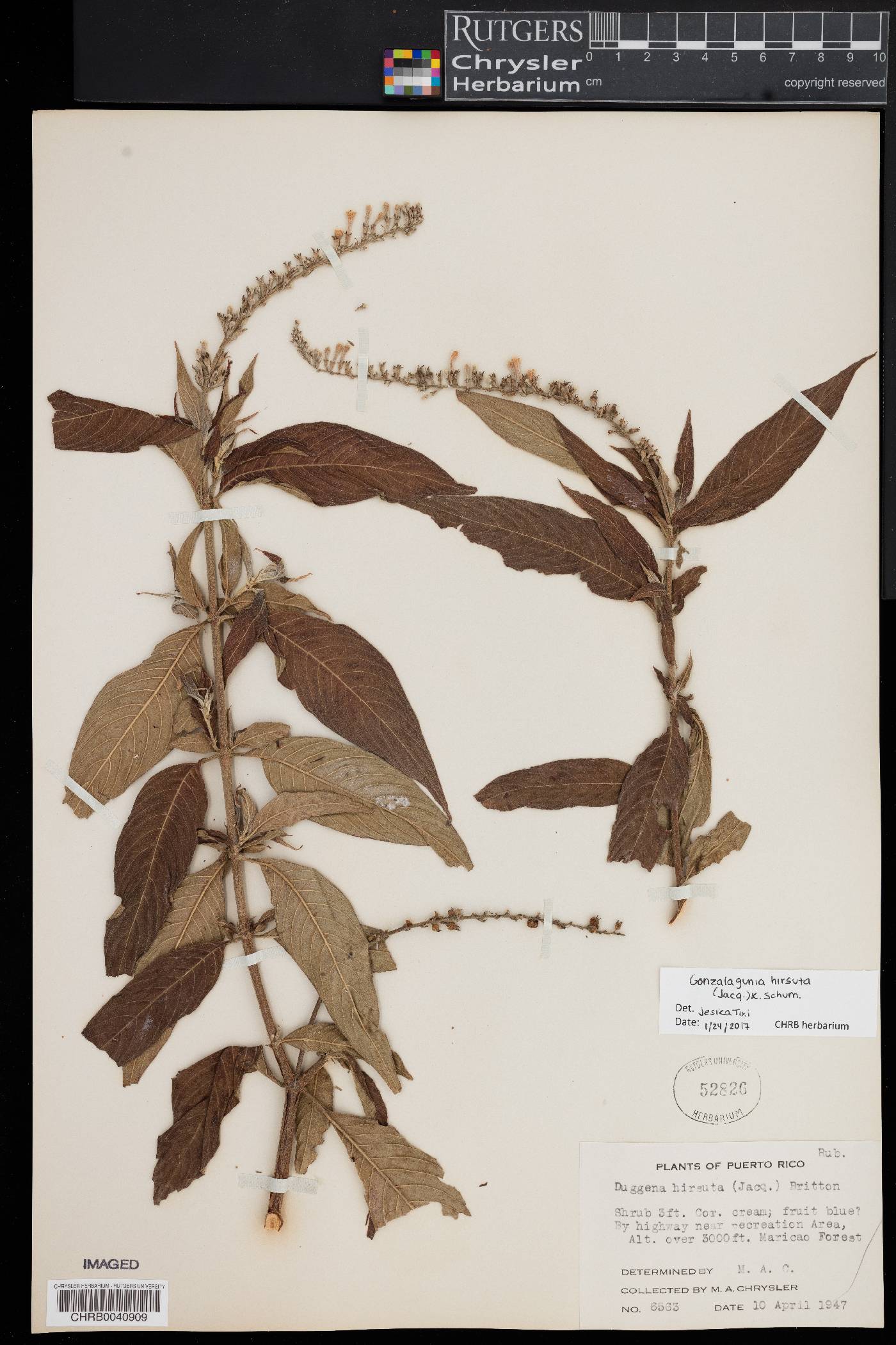 Gonzalagunia hirsuta image