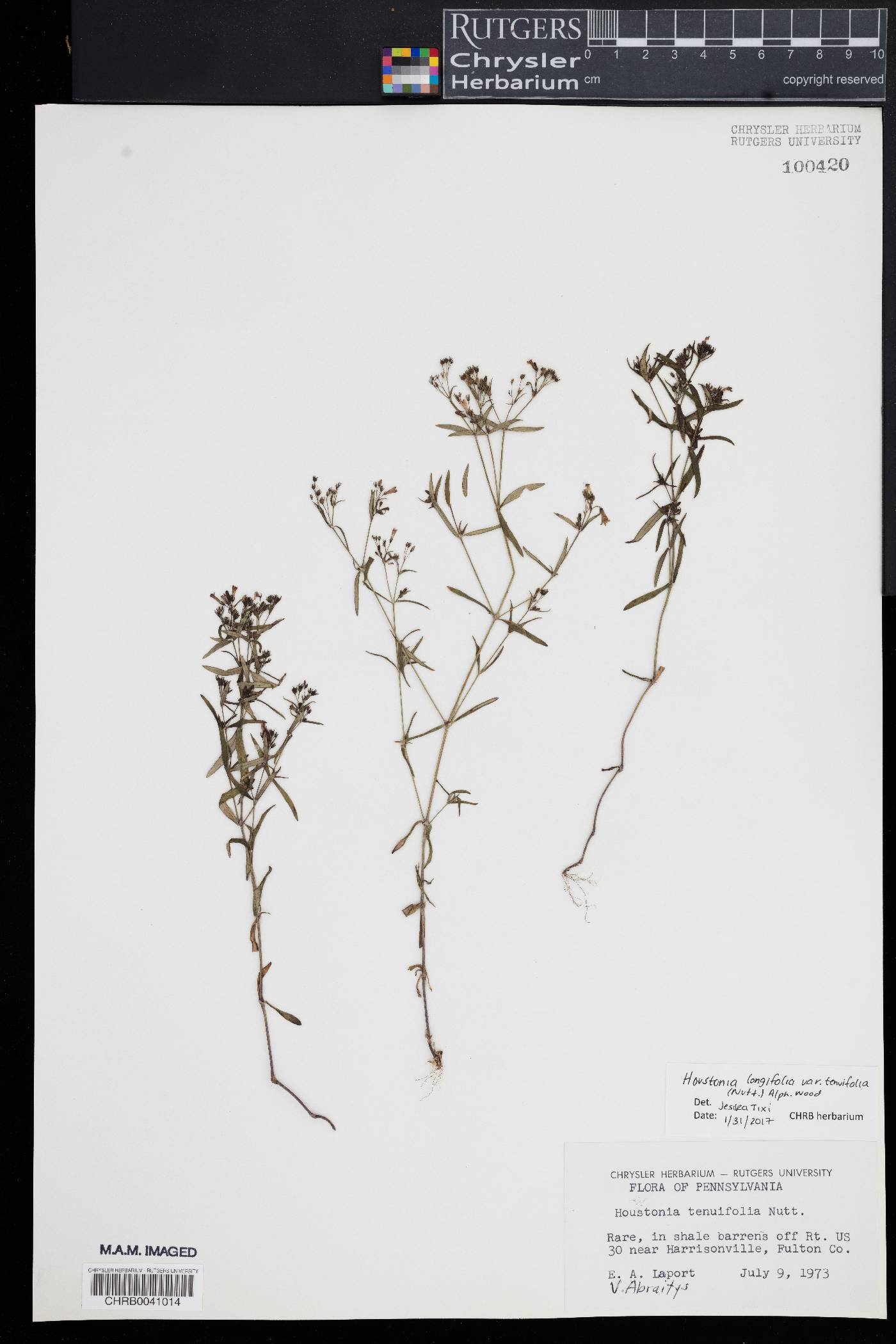 Houstonia longifolia var. tenuifolia image