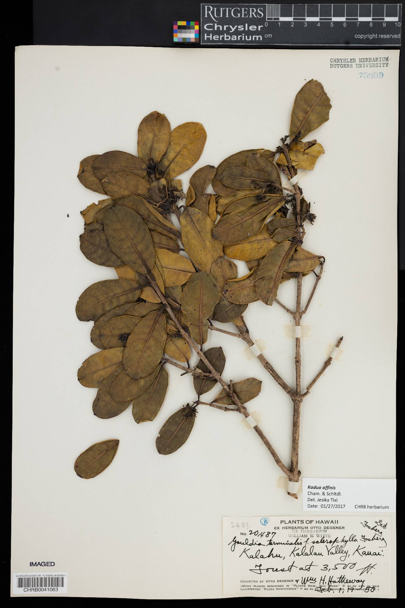 Kadua affinis image