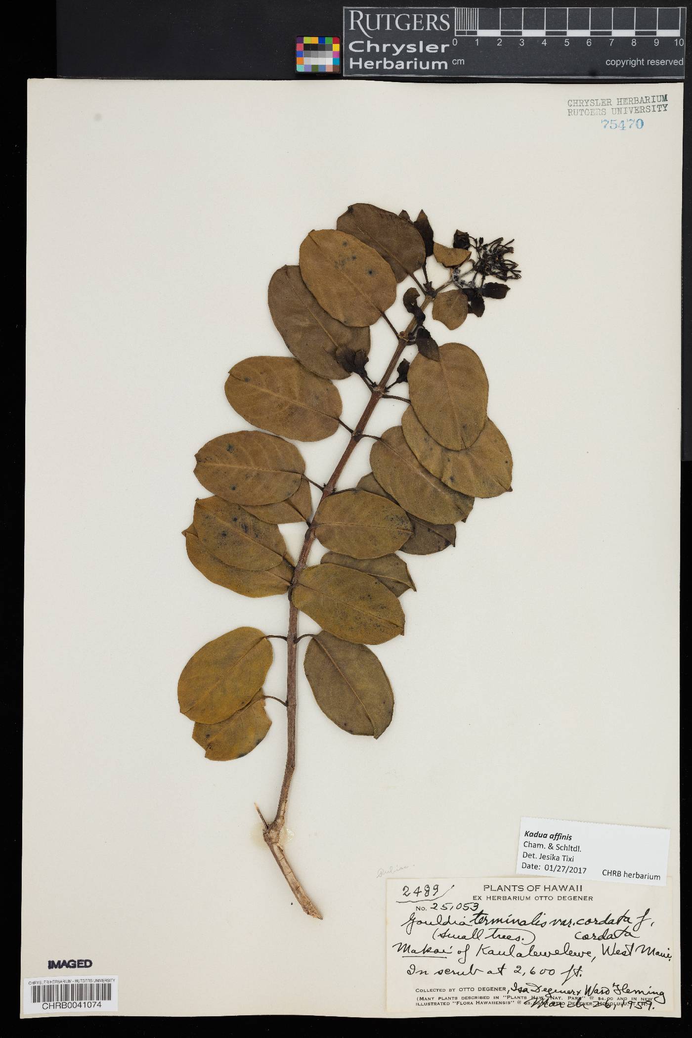 Kadua affinis image