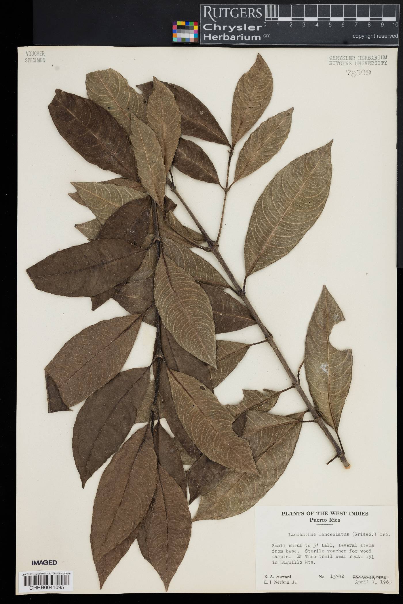 Lasianthus lanceolatus image