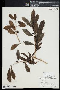 Morinda umbellata image