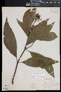 Palicourea croceoides image