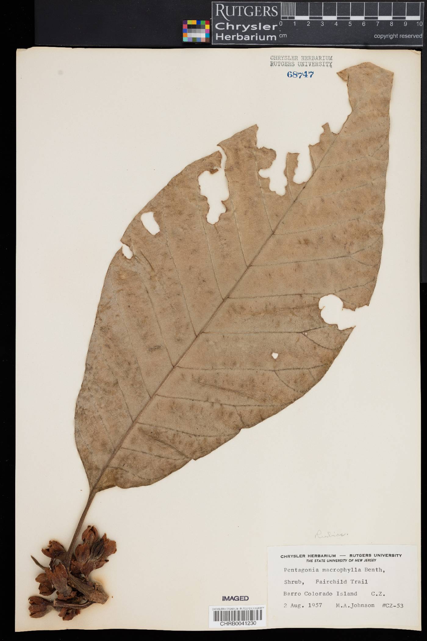 Pentagonia macrophylla image