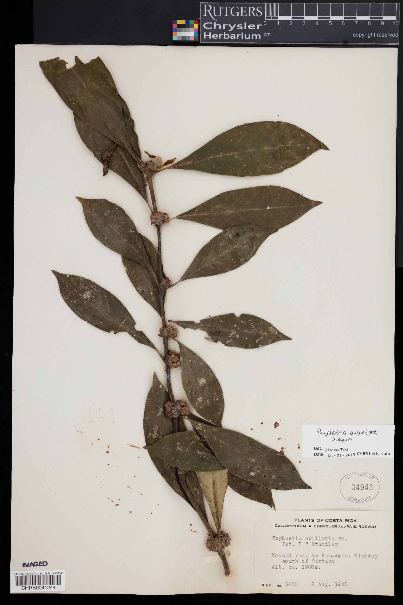 Psychotria aubletiana image