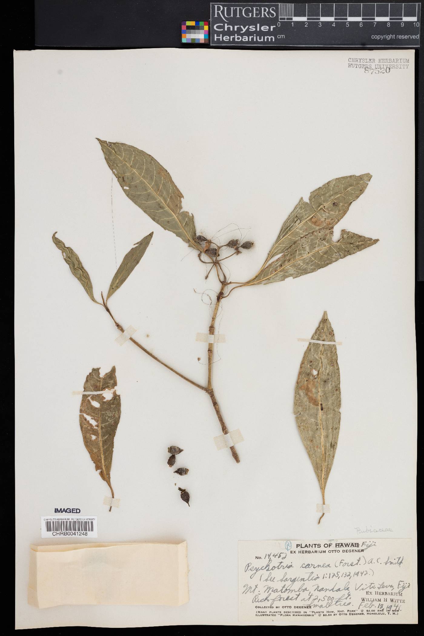 Psychotria carnea image