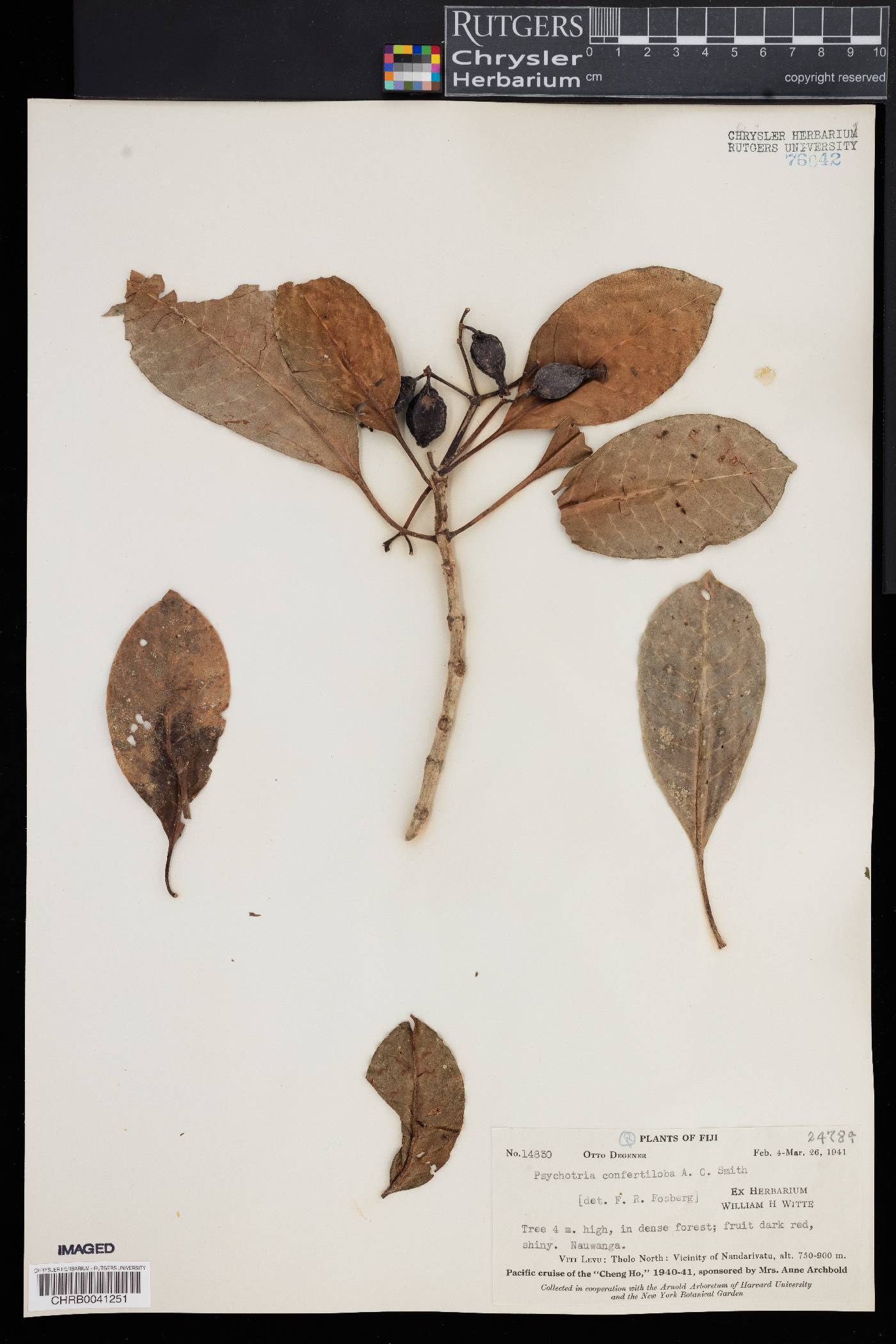 Psychotria confertiloba image