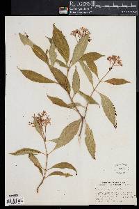 Psychotria corymbosa image