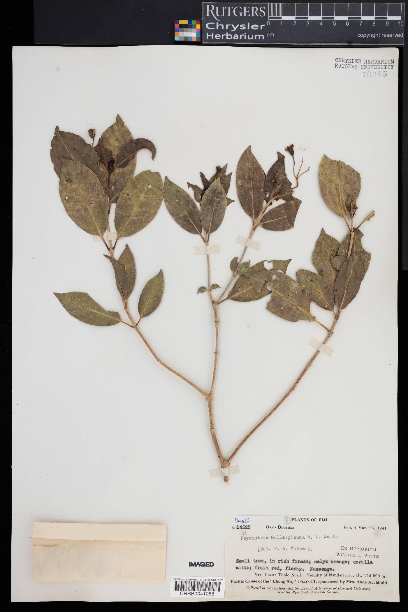 Psychotria gillespieana image