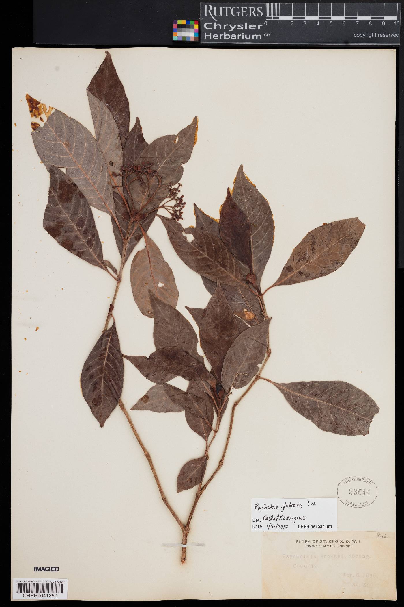 Psychotria glabrata image
